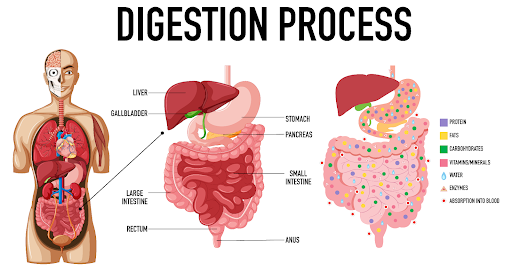 The Location of the GI Tract